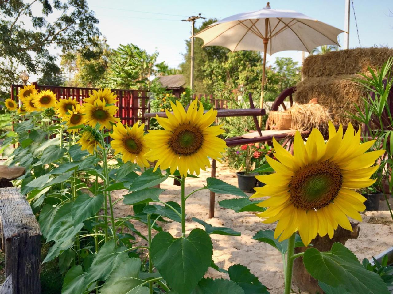 Baan Thung Home Stay Prasat Buitenkant foto